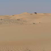 Camels on a dune
